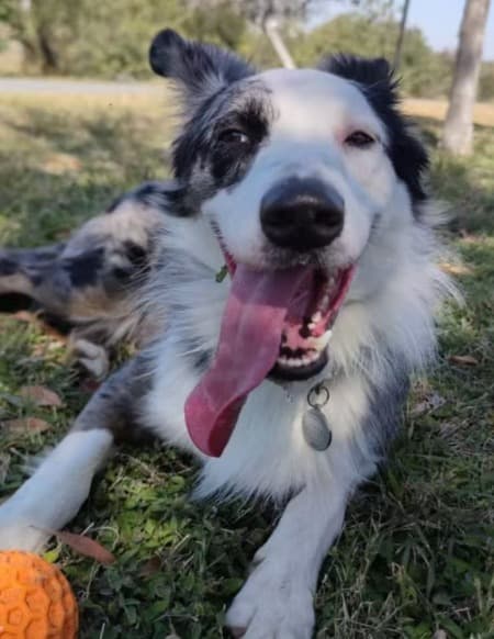 Portrait of Cheester